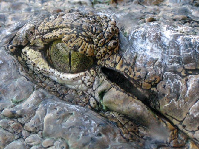 IMG_5665 Pantserkrokodil
