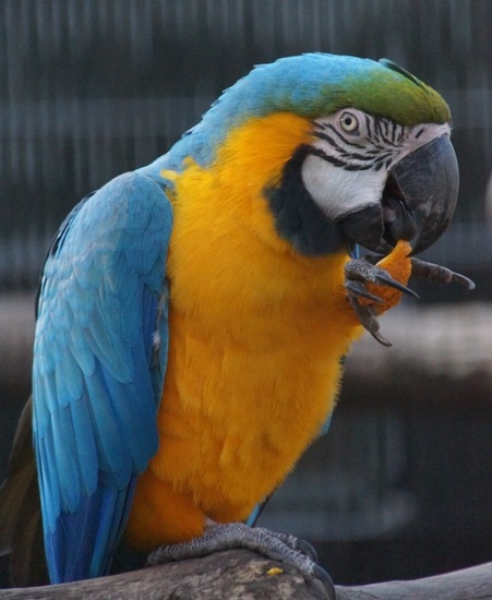 DSC01222 Blauwgele Ara