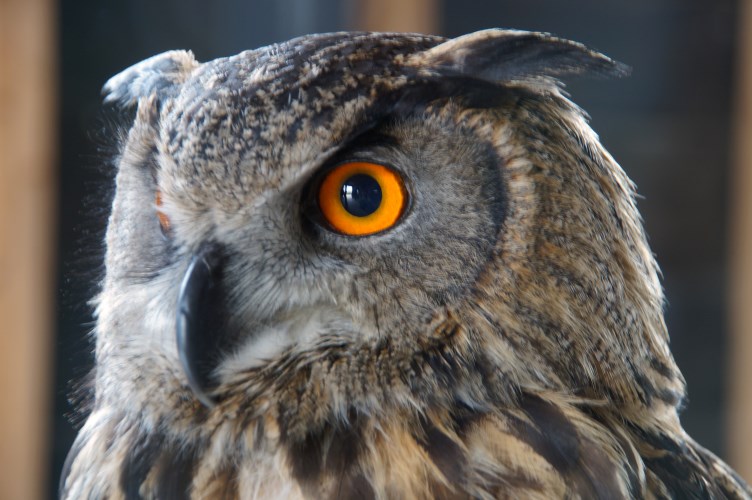 DSC03671 Europese Oehoe