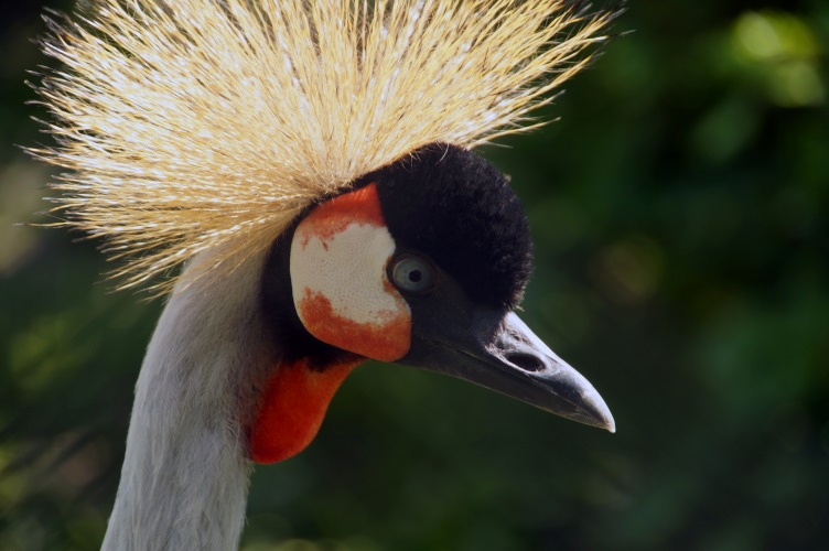 DSC03847 Grijze Kroonkraanvogel