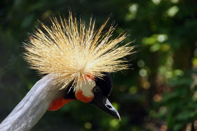 DSC03852 Grijze Kroonkraanvogel