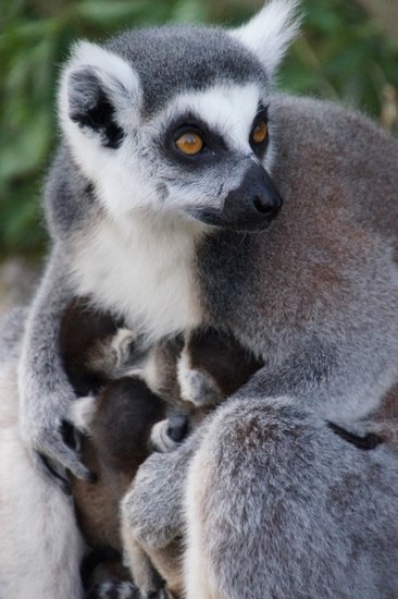 DSC01147 Ringstaart maki met jonkies