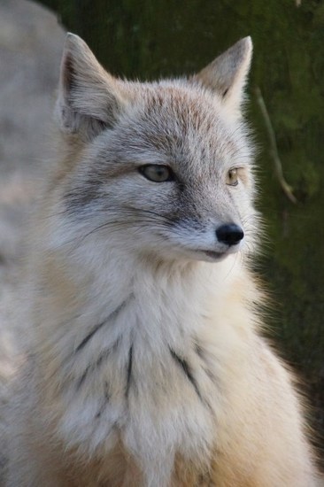 DSC01070 Steppevosje