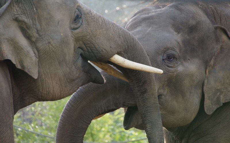 DSC06333 Aziatische olifanten