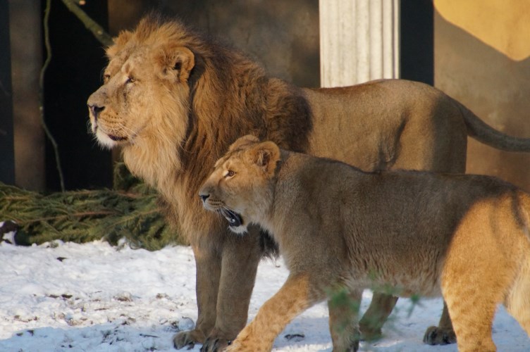 DSC03741 Afrikaanse leeuwen (papa met jong)