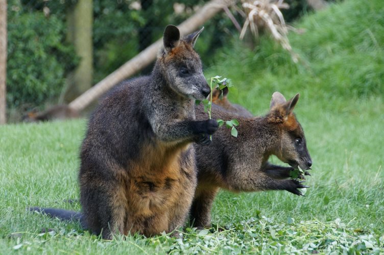 DSC03651 Moeraswallaby