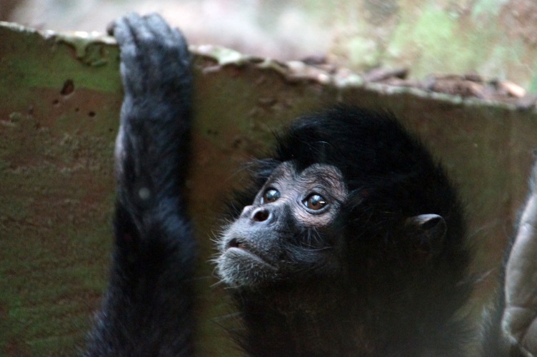 DSC06435 Bruinkopslingeraap