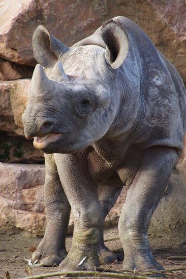 DSC03741 Zwarte Neushoorn
