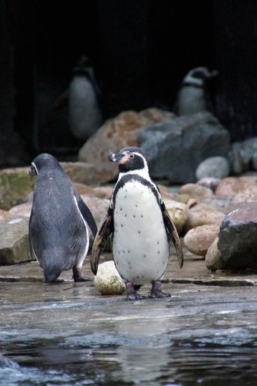 DSC05769 Humboldt Pinguïn