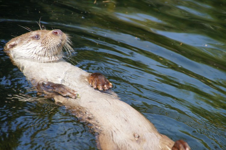DSC00073 Otter