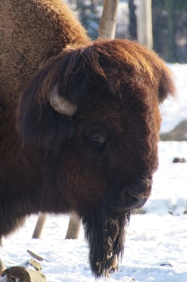 DSC03447 Bison