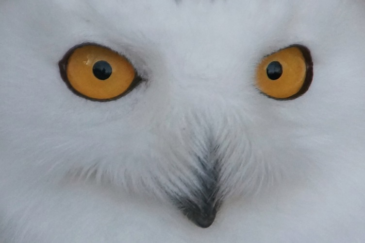 DSC06089 Sneeuwuil