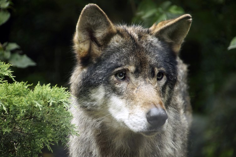 _DSC7504 Europese Wolf