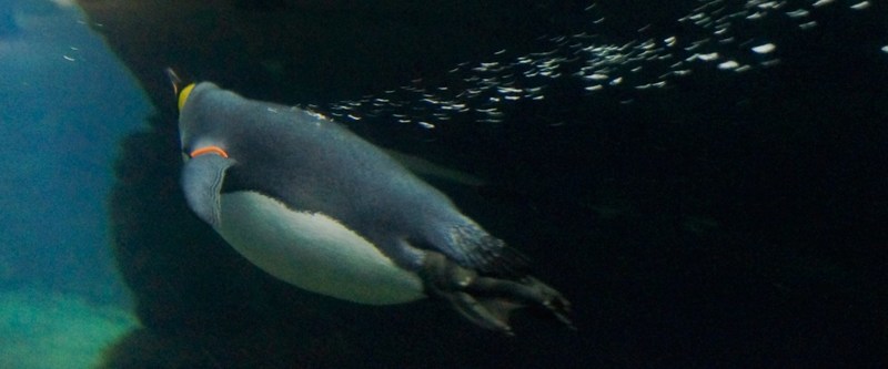 _DSC7618 Keizerspinguïn