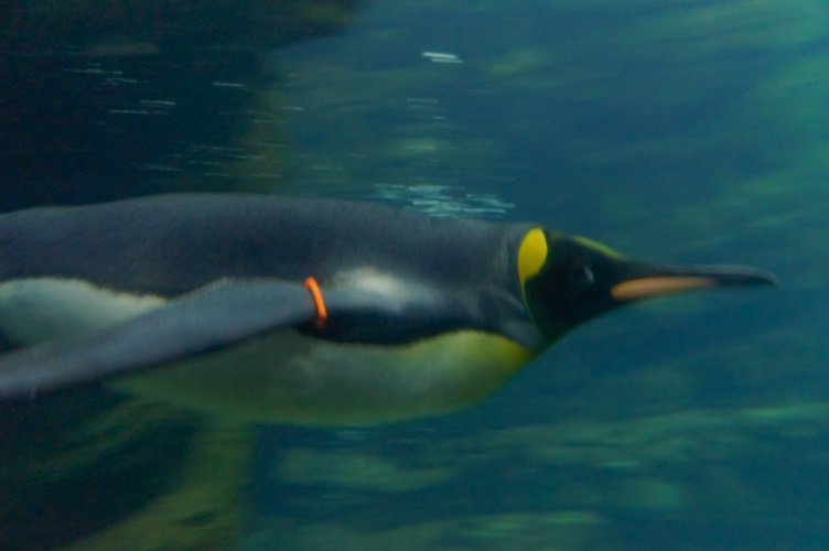 _DSC7622 Keizerspinguïn