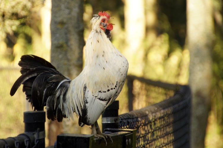 _DSC8373 Sussex haan