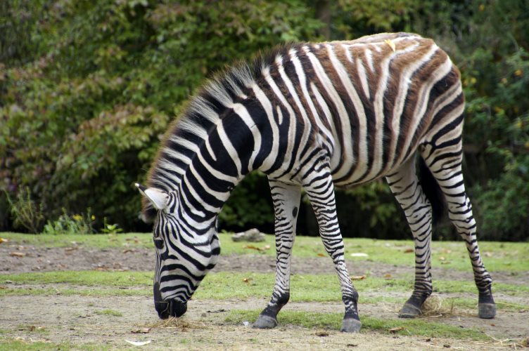 _DSC7697 Chapman zebra