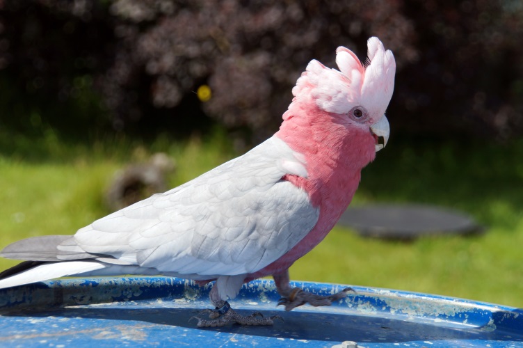 DSC05652 Roze Kaketoe