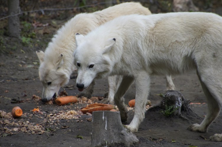 _DSC8854 Hudson Bay Wolven