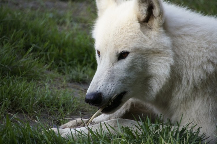 _DSC0157 Hudson Bay Wolf