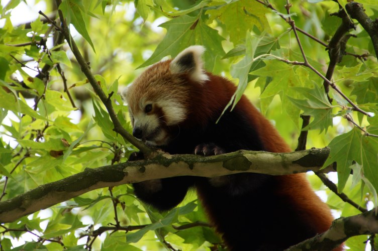 DSC05206 Rode panda