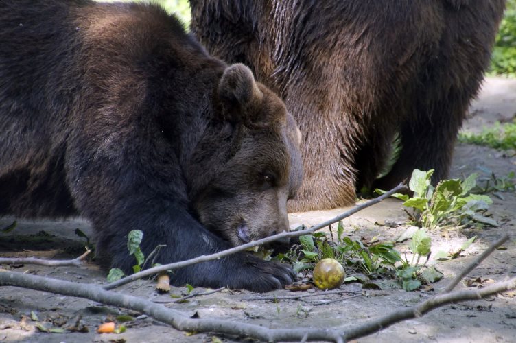 _DSC8868 Bruine beer
