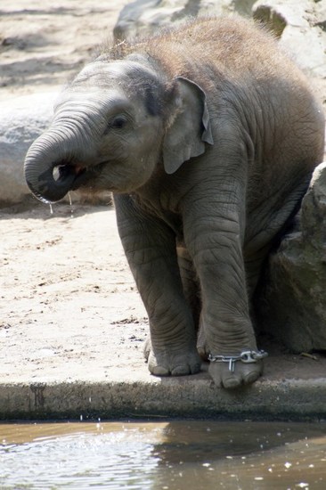 DSC04919 Aziatische Olifant
