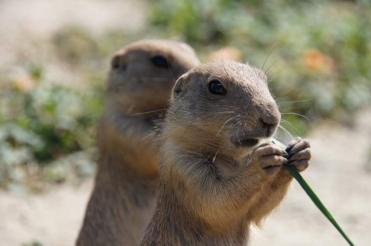 DSC05689 Prairiehondjes
