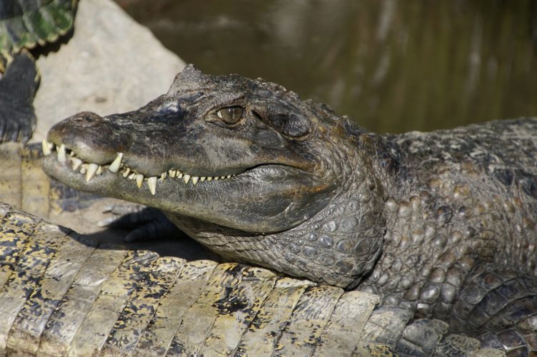 _DSC9795 Brilkaaiman