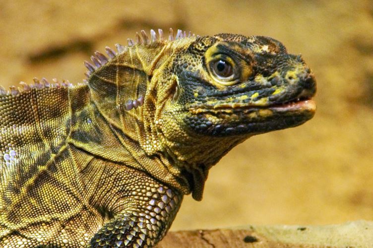 DSC05053 Utila leguaan