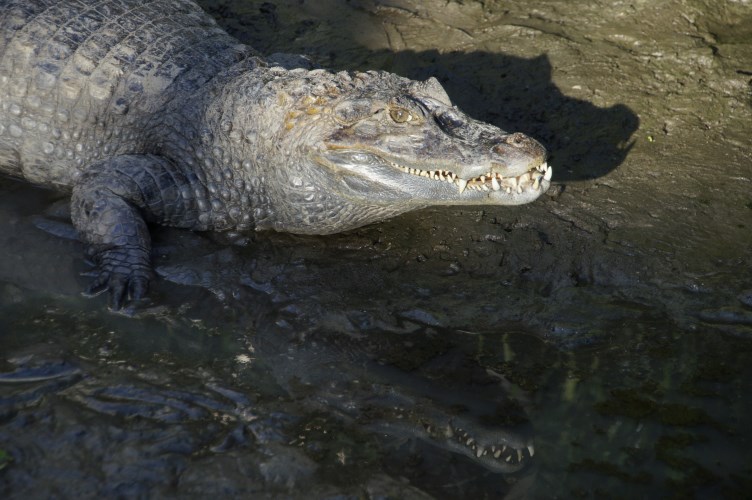 _DSC9477 Brilkaaiman