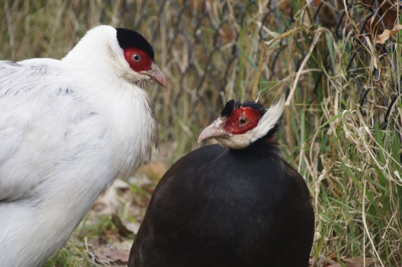 _DSC8642 Witte en blauwe oorfazant