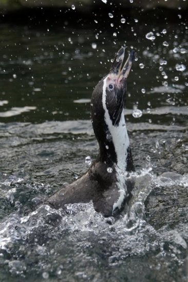 _DSC5284 Humbodlt Pinguin