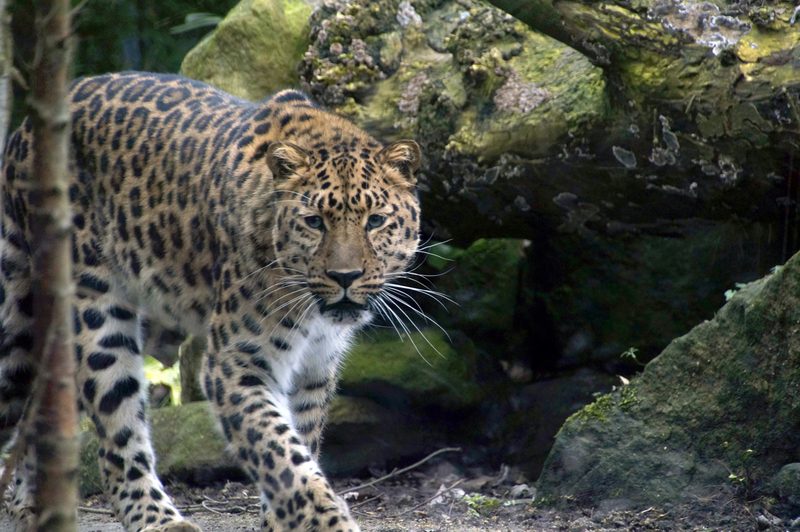 _DSC6685 Amoerpanter