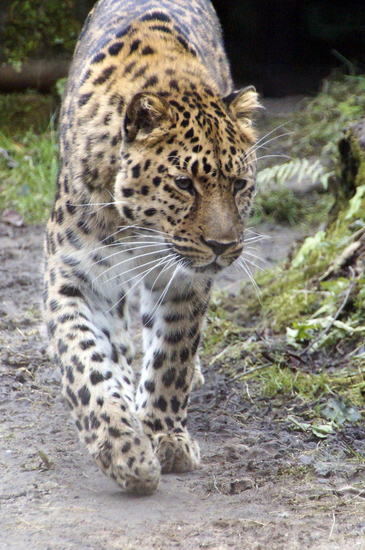 _DSC6796 Amoerpanter