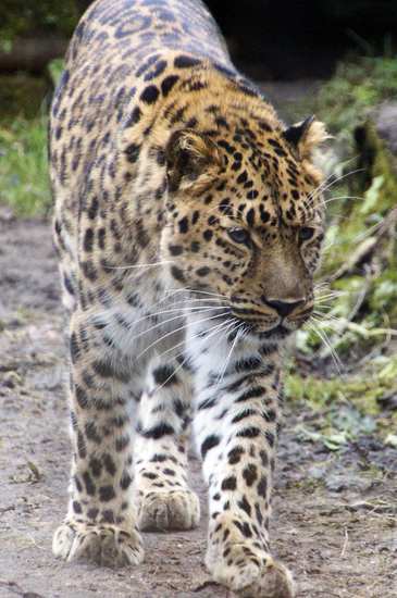 _DSC6800 Amoerpanter