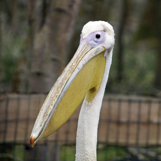 _DSC8781 Roze Pelikaan (jong)