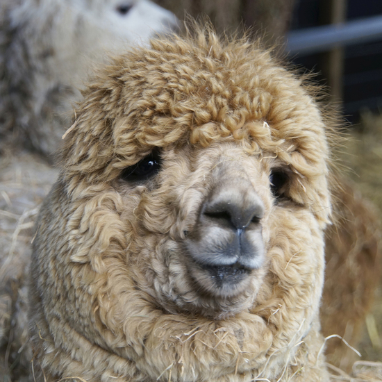 _DSC8750 Alpaca