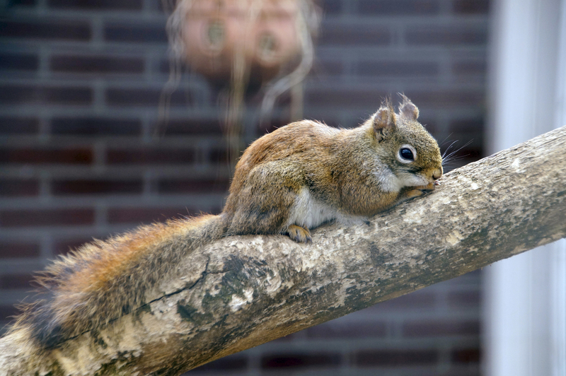 _DSC8859 Hudson eekhoorn
