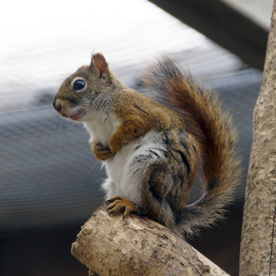 _DSC8866 Hudson eekhoorn