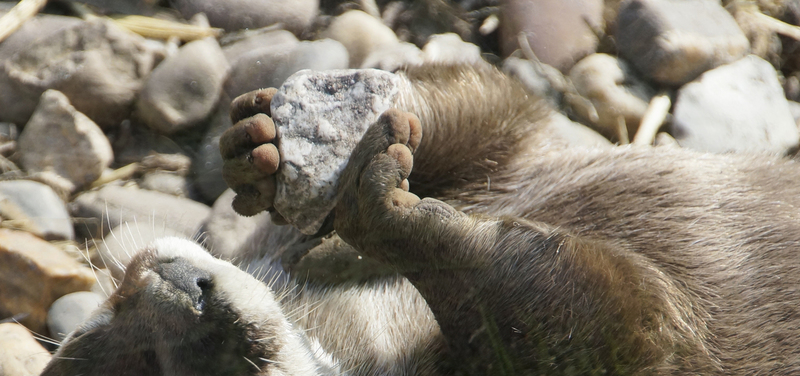 _DSC9031 Kleinklauwotter