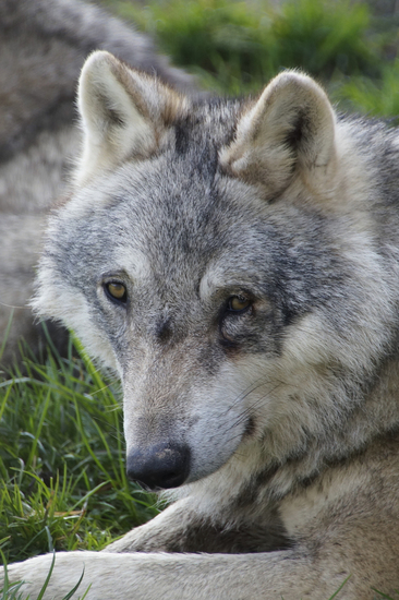 _DSC9142 Europese wolf