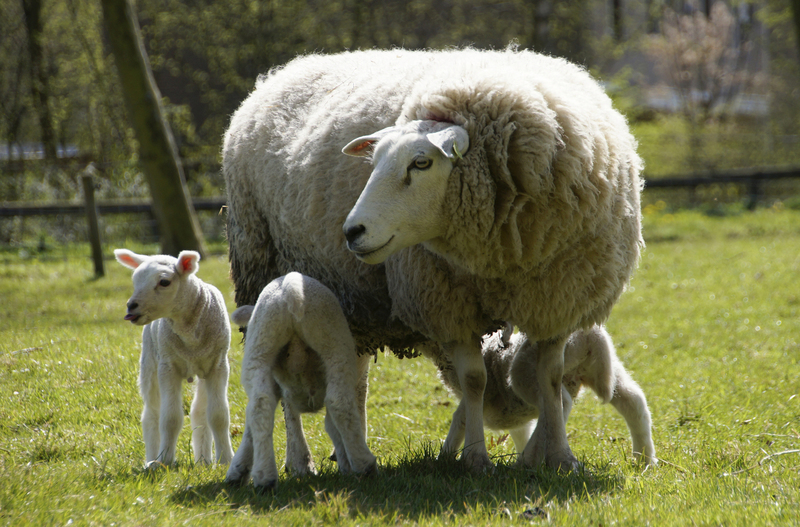 _DSC0017 Schaap met lammetjes