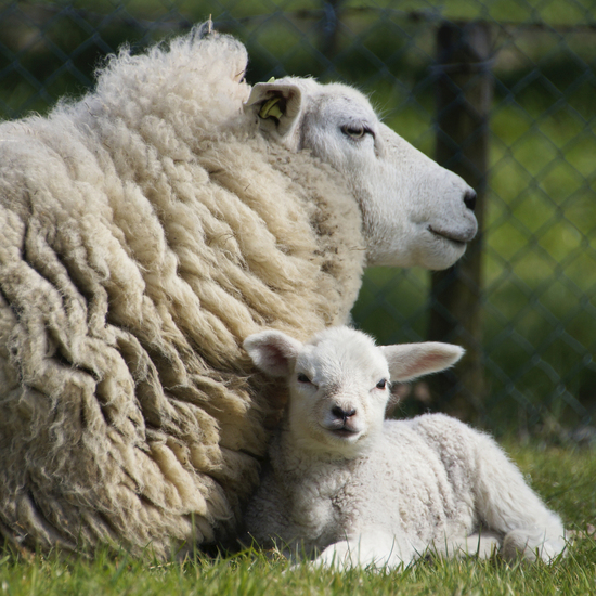 _DSC0071 Moeder schaap met lam