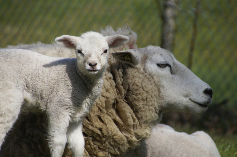 _DSC0089 Moeder schaap met lam