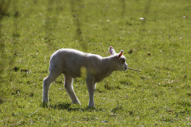 _DSC0184 Lammetje
