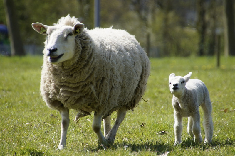 _DSC9934 Moeder schaap met lam