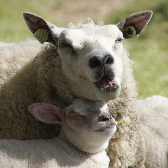 _DSC0044 Schaap met lam