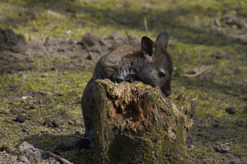_DSC9091 Bennettwallaby (jong)