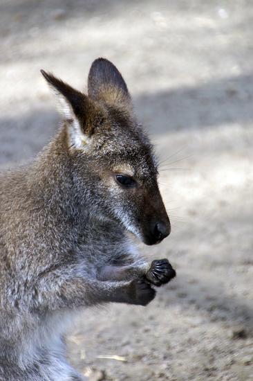 _DSC9716 Bennettwallaby
